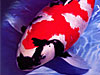 We deliver Nishikigoi and Koi Supplies to the world